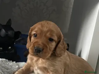 Cocker Spaniel dogs Cocker spaniel pups - Advert 8