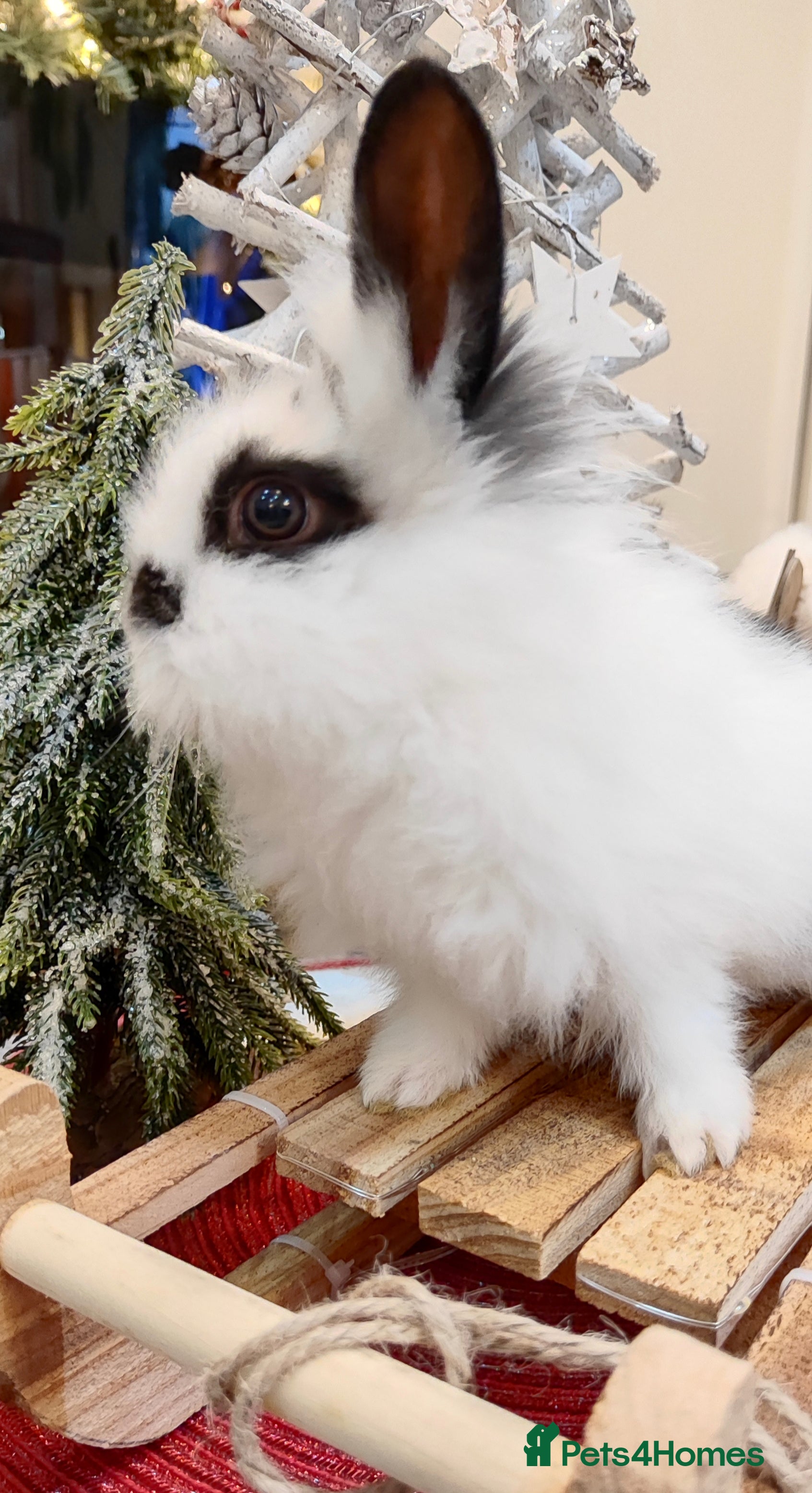 Mini Lion Lop rabbits Wonderful mini lion head lops - Advert 11