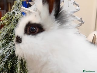 Mini Lion Lop rabbits Wonderful mini lion head lops - Advert 11