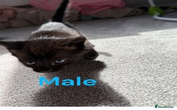 RagaMuffin cats for sale: Ragamuffin kittens  - Image 2