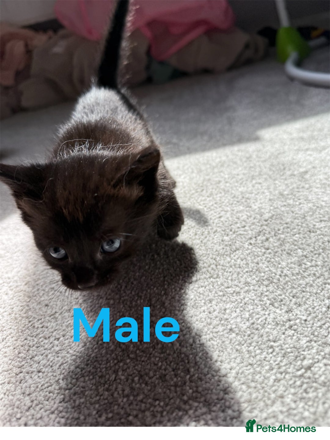 RagaMuffin cats for sale: Ragamuffin kittens  - Image 2