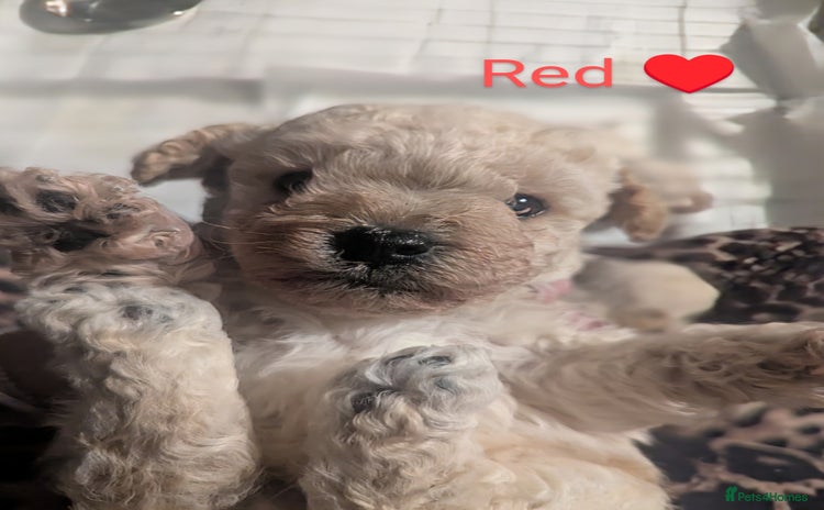 Poochon dogs - Advert 6