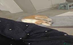 Mixed Breed dogs for sale: 💛🐾 Lovely Lisa 🐾💛 - Image 12