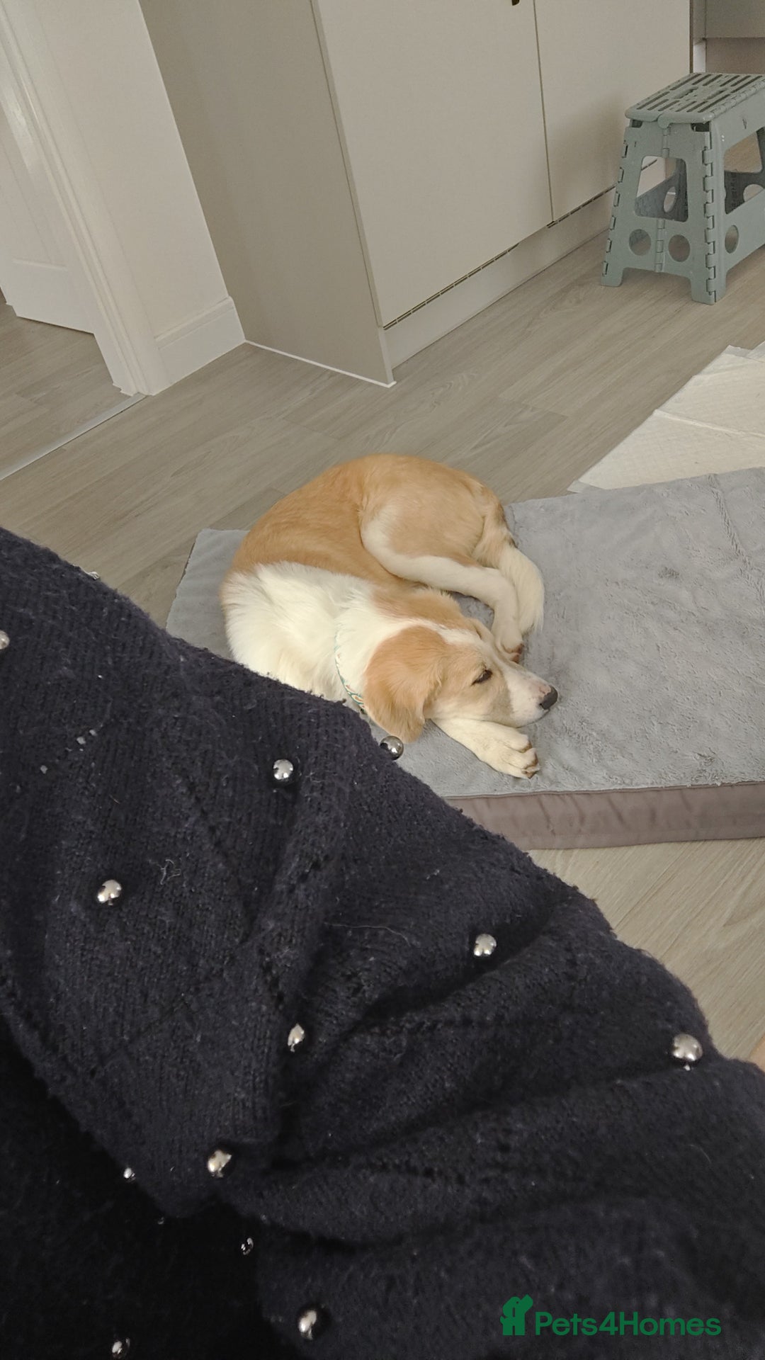 Mixed Breed dogs for sale: 💛🐾 Lovely Lisa 🐾💛 - Image 12