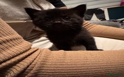 Mixed Breed cats for sale: Tuxedo kitten for sale - Image 3
