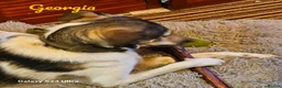 Mixed Breed dogs for adoption: Georgia & Tank, Available for adoption. - Advert 7