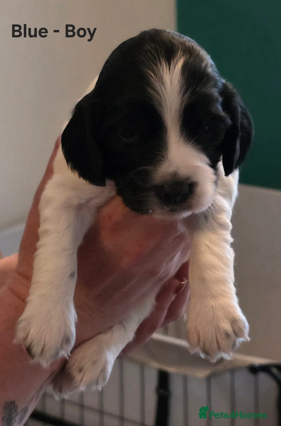 Sprocker dogs for sale: 5 beautiful girls and 2 beautiful males - Advert 9