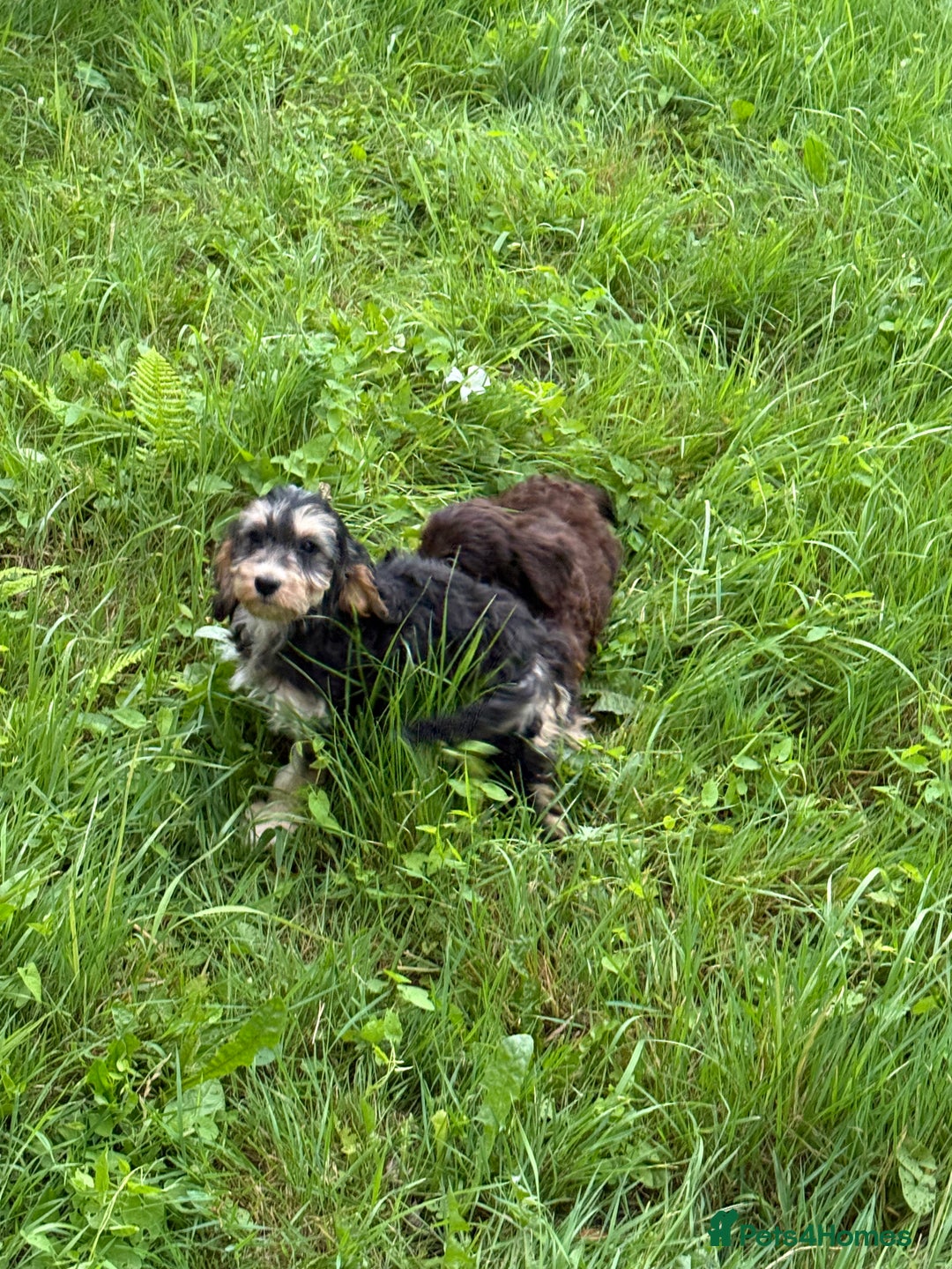 Cockapoo dogs for sale: Ready now F1 show type cocker spaniel  - Image 5