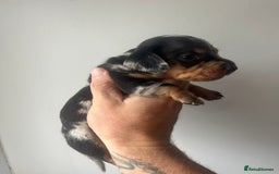Miniature Dachshund dogs for sale: STUNNING KC REG MINIATURE DAPPLE DACHSHUNDS  - Image 16