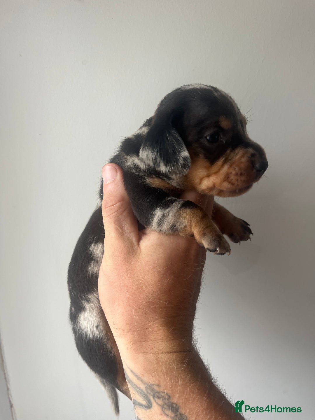 Miniature Dachshund dogs for sale: STUNNING KC REG MINIATURE DAPPLE DACHSHUNDS  - Image 16