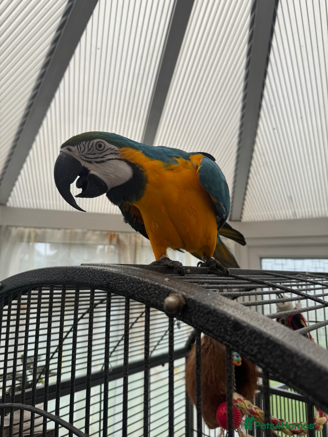 Parrots birds for sale: Macaw - Advert 5