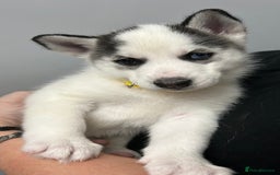 Siberian Husky dogs for sale: Beautiful Husky Puppies – Ready in 2 Weeks!  - Advert 15