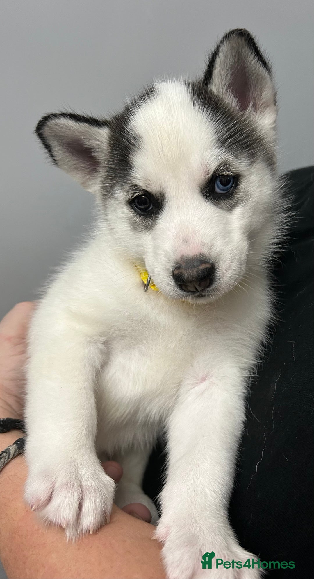 Siberian Husky dogs for sale: Beautiful Husky Puppies – Ready in 2 Weeks!  - Advert 15