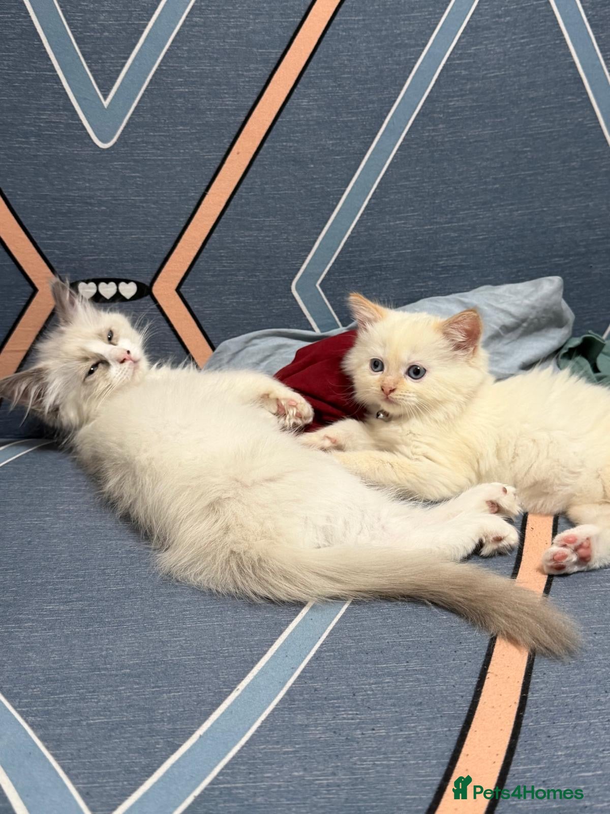 Ragdoll cats RAGDOLL BICOLOUR FEMALE KITTEN *AVAILABLE* - Advert 17