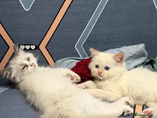 Ragdoll cats RAGDOLL BICOLOUR FEMALE KITTEN *AVAILABLE* - Advert 17