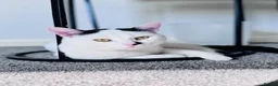 Mixed Breed cats for sale: Bobo  in Rotherham - Advert 5