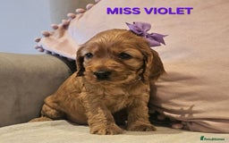 Cocker Spaniel dogs for sale: Stunning! Golden Kc Show Type Cocker Spaniels. - Advert 13