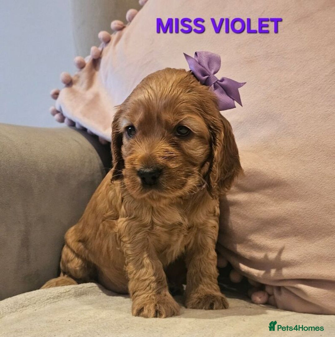 Cocker Spaniel dogs for sale: Stunning! Golden Kc Show Type Cocker Spaniels. - Advert 13