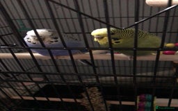 Budgerigars birds for sale: 2 Budgies - Image 2