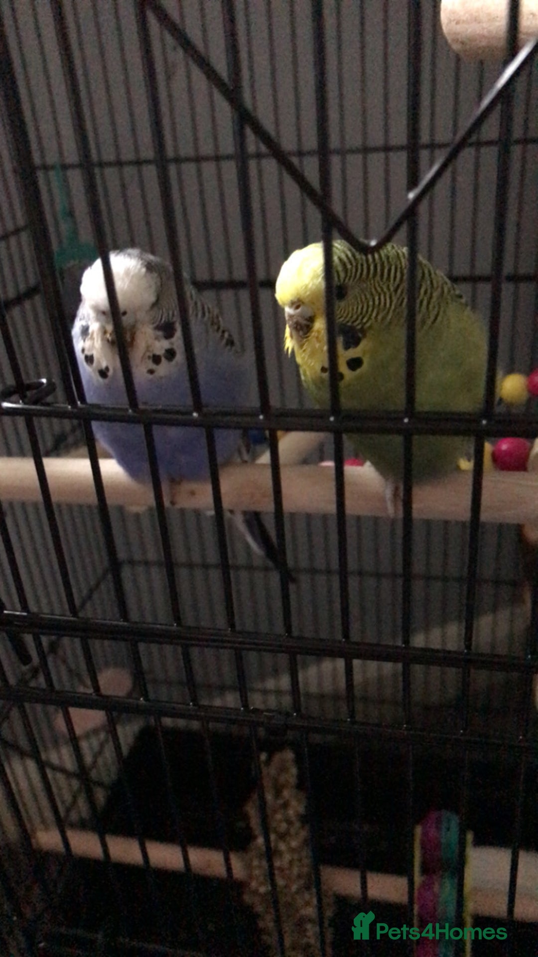 Budgerigars birds for sale: 2 Budgies - Image 2