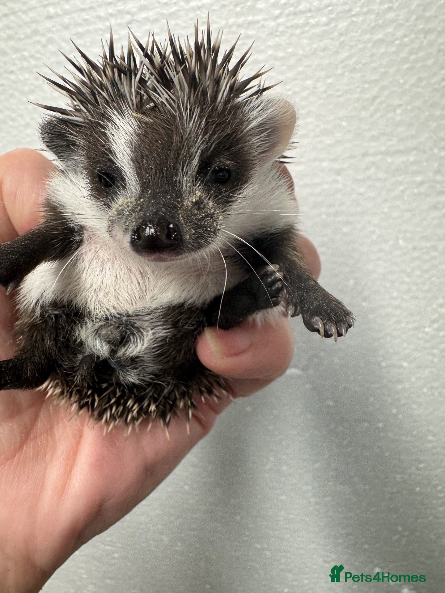 Pygmy Hedgehog rodents Baby hoglets mixed colours/ mask types -READY  - Advert 1