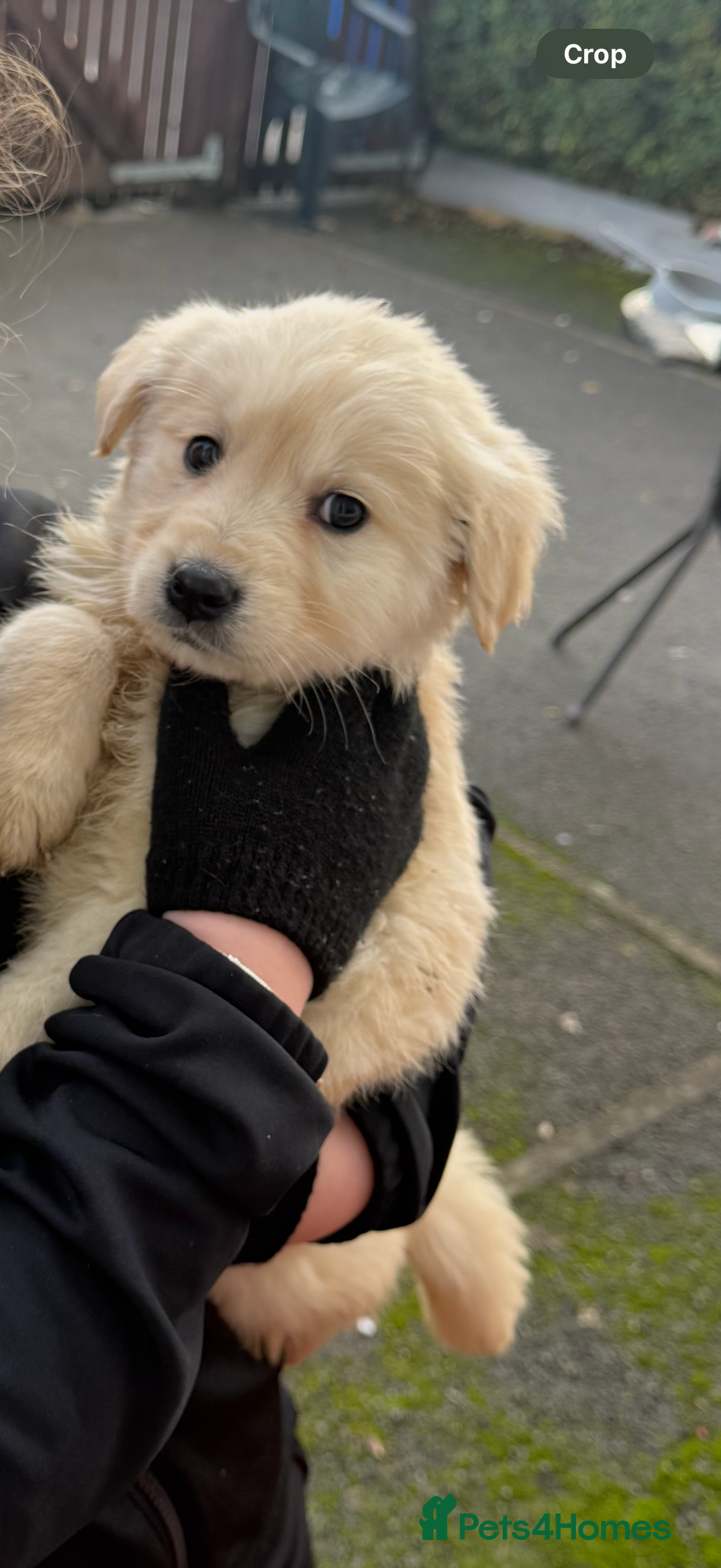 Golden Retriever dogs for sale: Golden retriever  - Advert 3