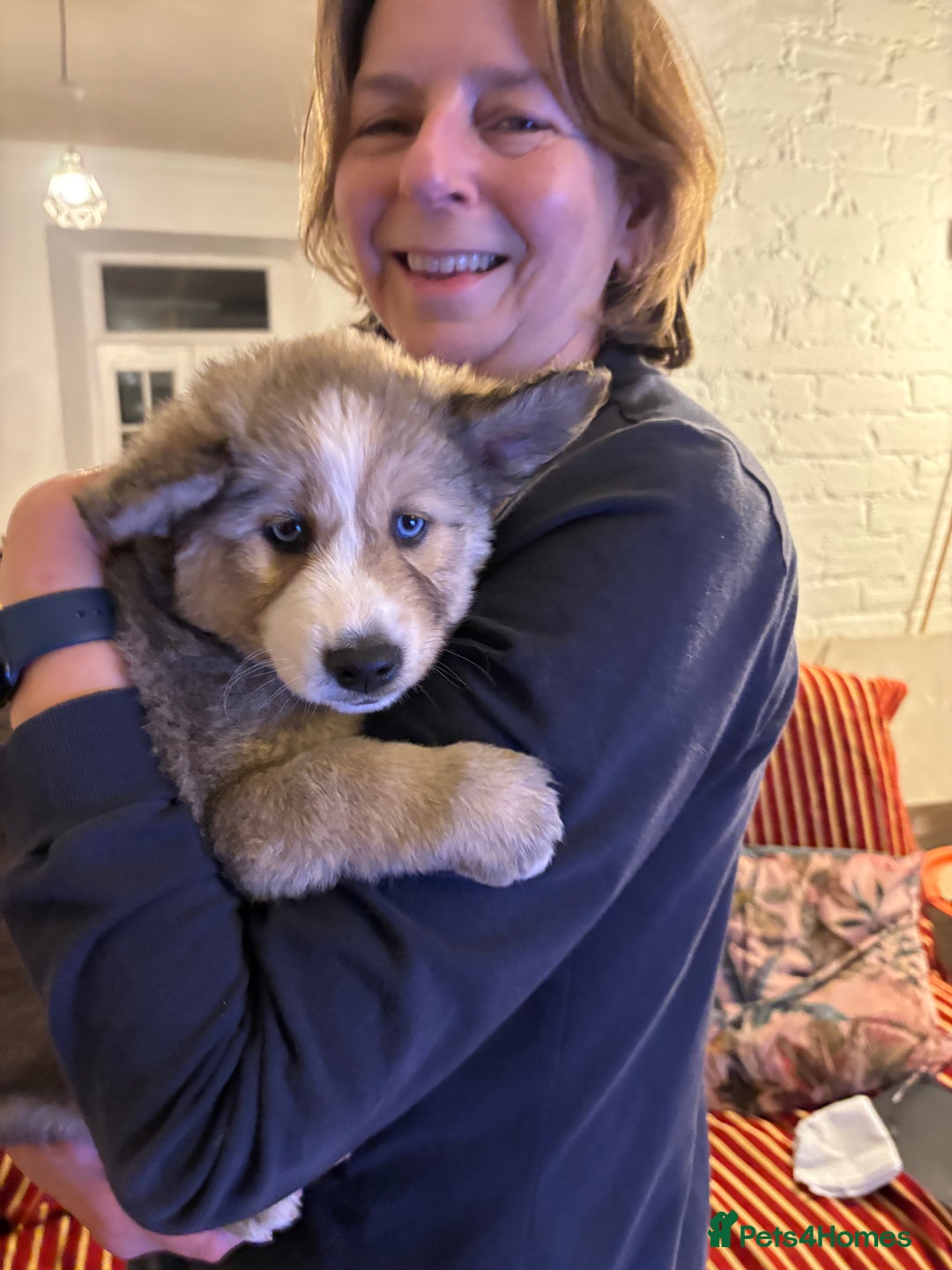 Pomsky dogs for sale: Adorable Blue Eyed 🐾 Long Eared Pomskies  - Image 30