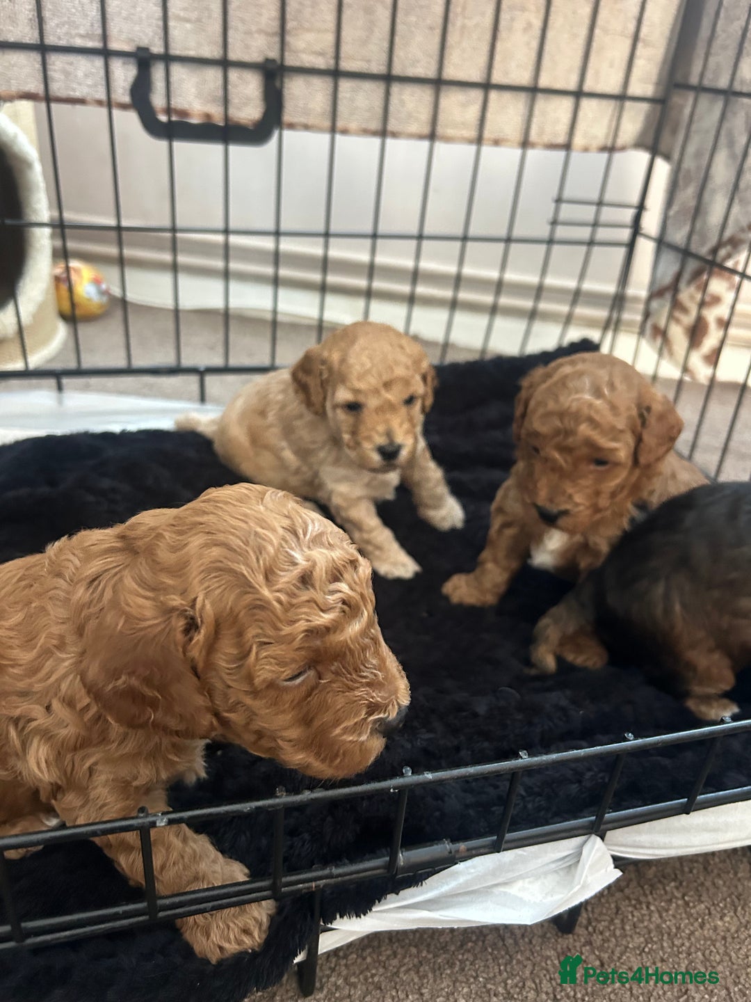 Cockapoo dogs for sale: 4 f2 cockapoos 2 males 1 female  - Image 22