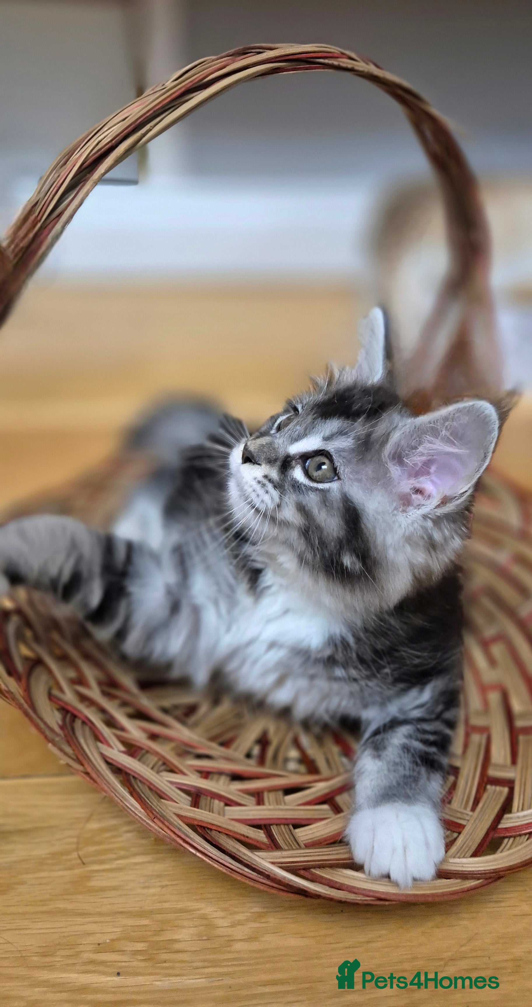 Maine Coon cats 🎀 Outstanding GCCF Pedigree Maine Coon Kitten 🎄 - Advert 3