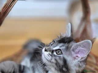 Maine Coon cats 🎀 Outstanding GCCF Pedigree Maine Coon Kitten 🎄 - Advert 3