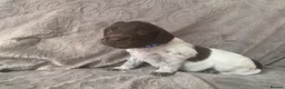 Mixed Breed dogs for sale:  german shorthaired pointer/ - Advert 6