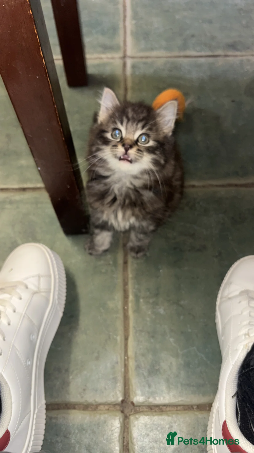 Mixed Breed cats for sale: 2 beautiful girls  in London - Advert 2