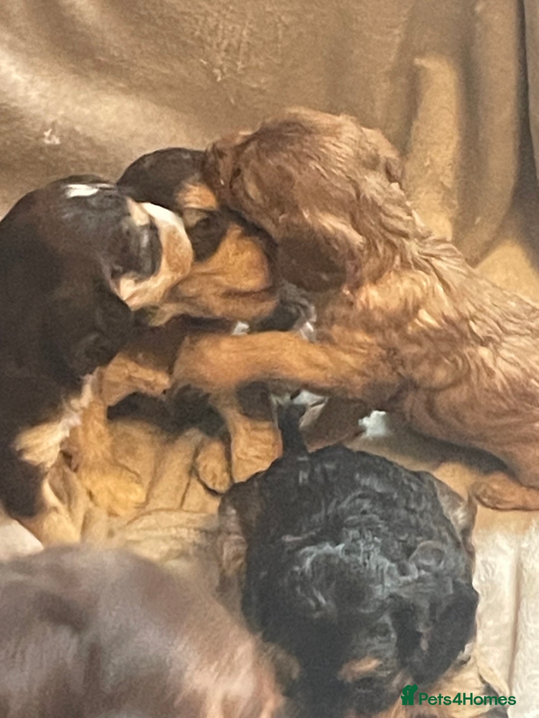 Cockapoo dogs for sale: Stunning sable cockapoos  - Advert 2