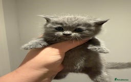 British Shorthair cats for sale: 🐾Fluffy British Shorthair Mix Kittens 🐾 - Image 8