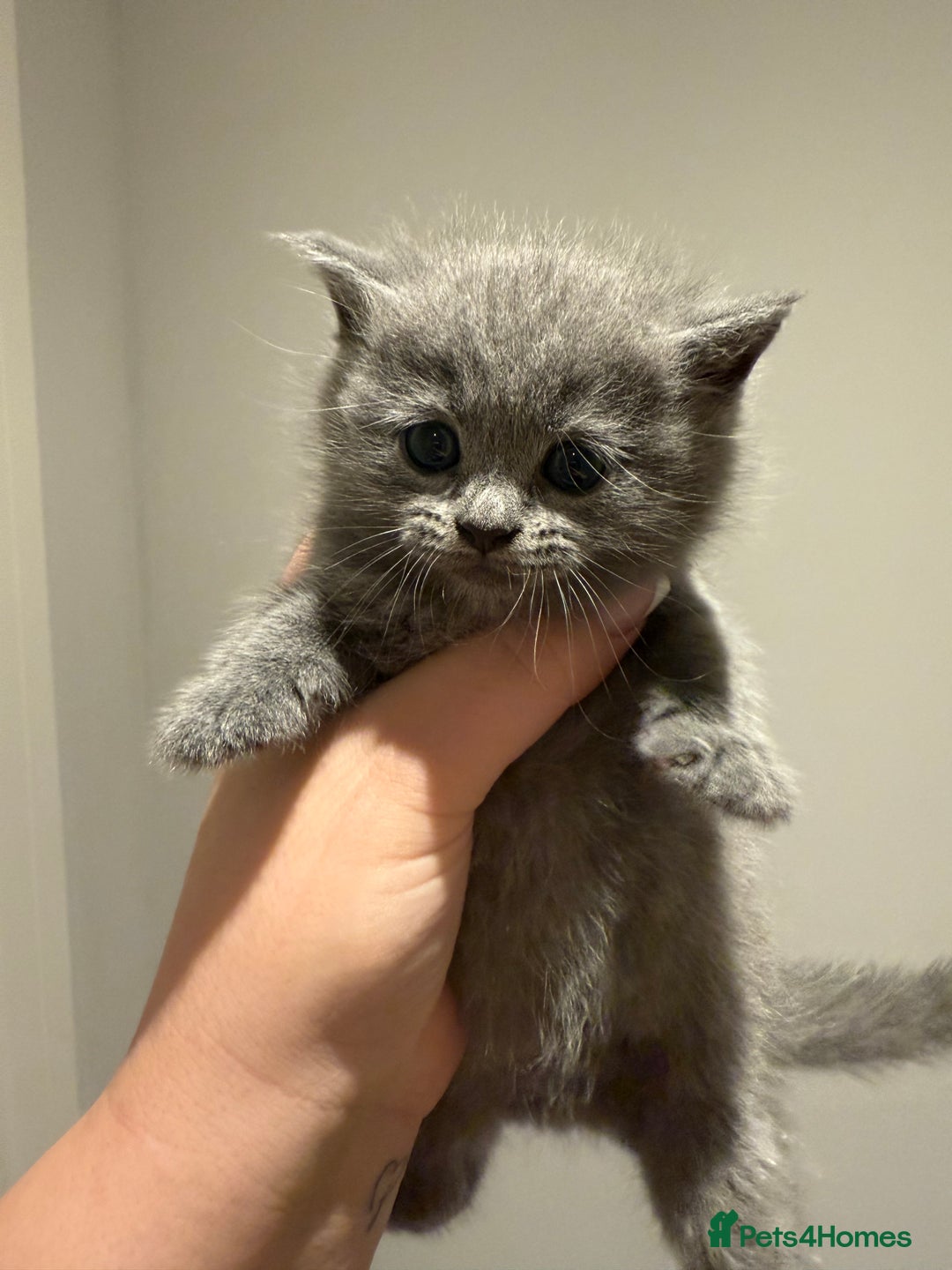 British Shorthair cats for sale: 🐾Fluffy British Shorthair Mix Kittens 🐾 - Image 8