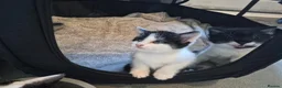 Mixed Breed cats for sale: Gorgeous mixed Breed kittens  - Advert 19