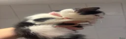 Domestic Shorthair cats for sale: Beautiful kittens for sale - Advert 8