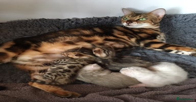 Bengal cats - Advert 6