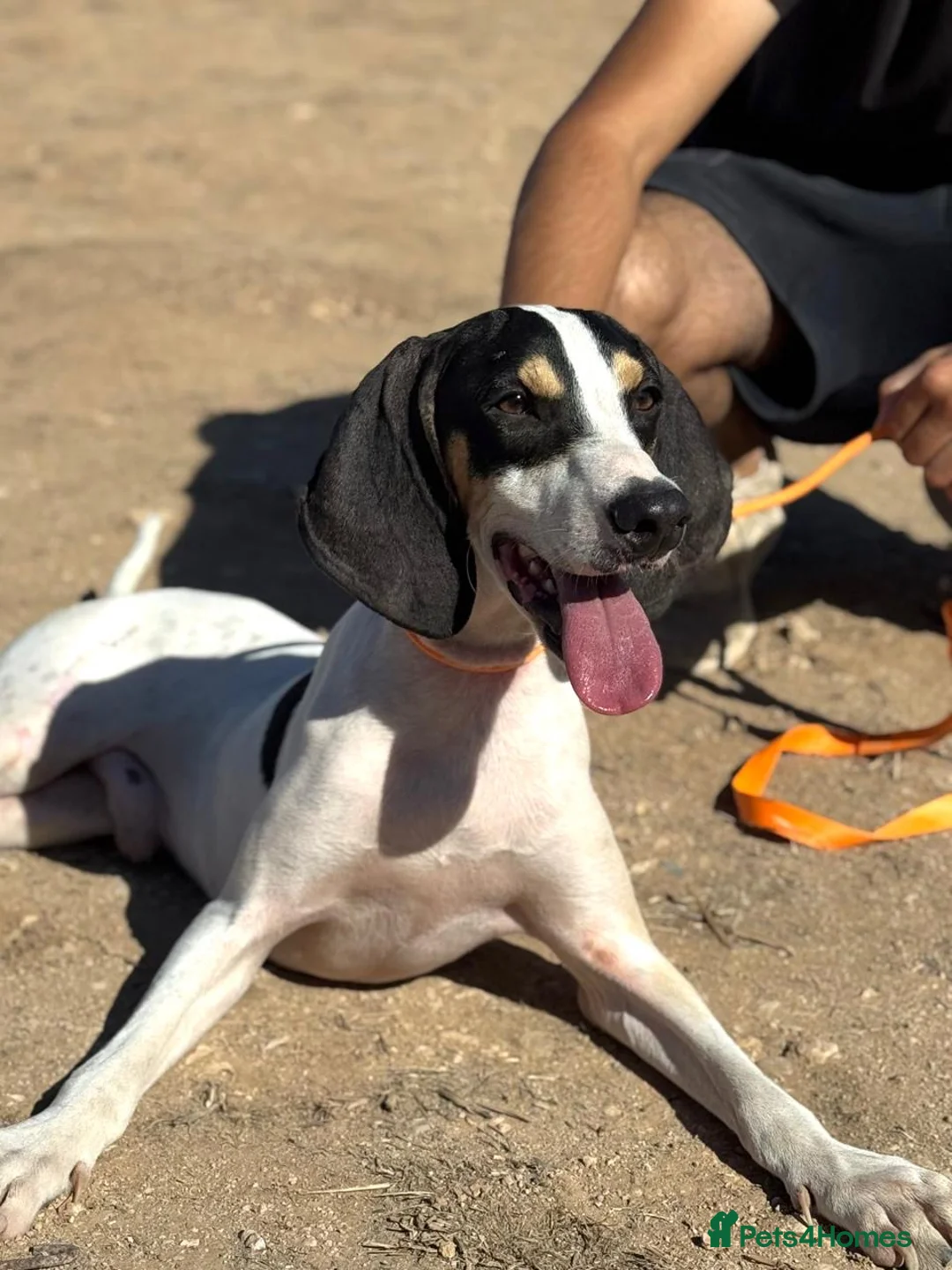 Mixed Breed dogs for adoption: Mickey is ready for a family  - Advert 1