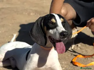 Mixed Breed dogs Mickey is ready for a family - Advert 11