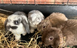 Mini Lop rabbits for sale: Super Friendly Mini Lop Babies - Image 1