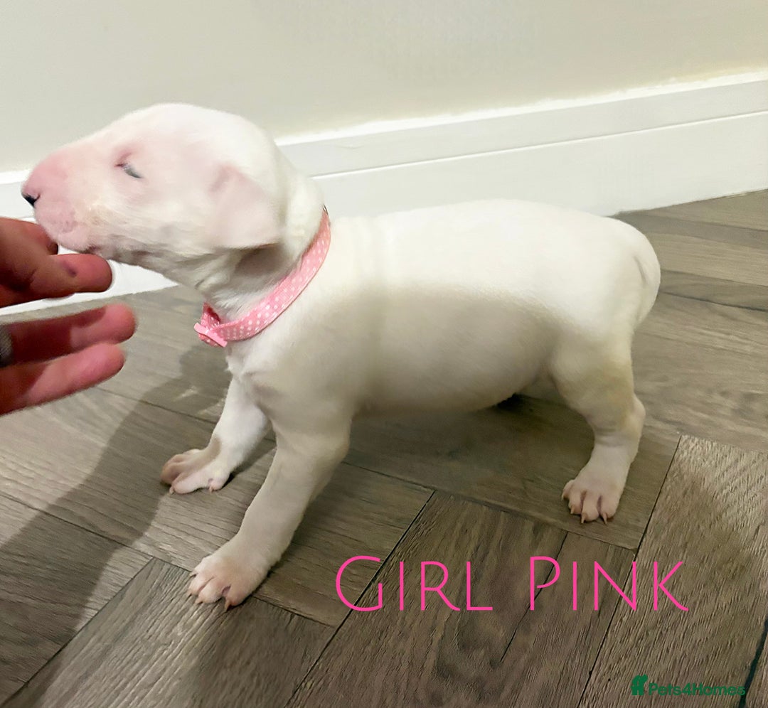 English Bull Terrier dogs for sale: ⭐️Ready Now ⭐️KC Champion EBT Pups ⭐️ - Advert 32