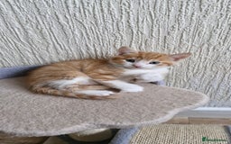 Mixed Breed cats for sale: Two male kittens. Possible delivery. - Advert 2