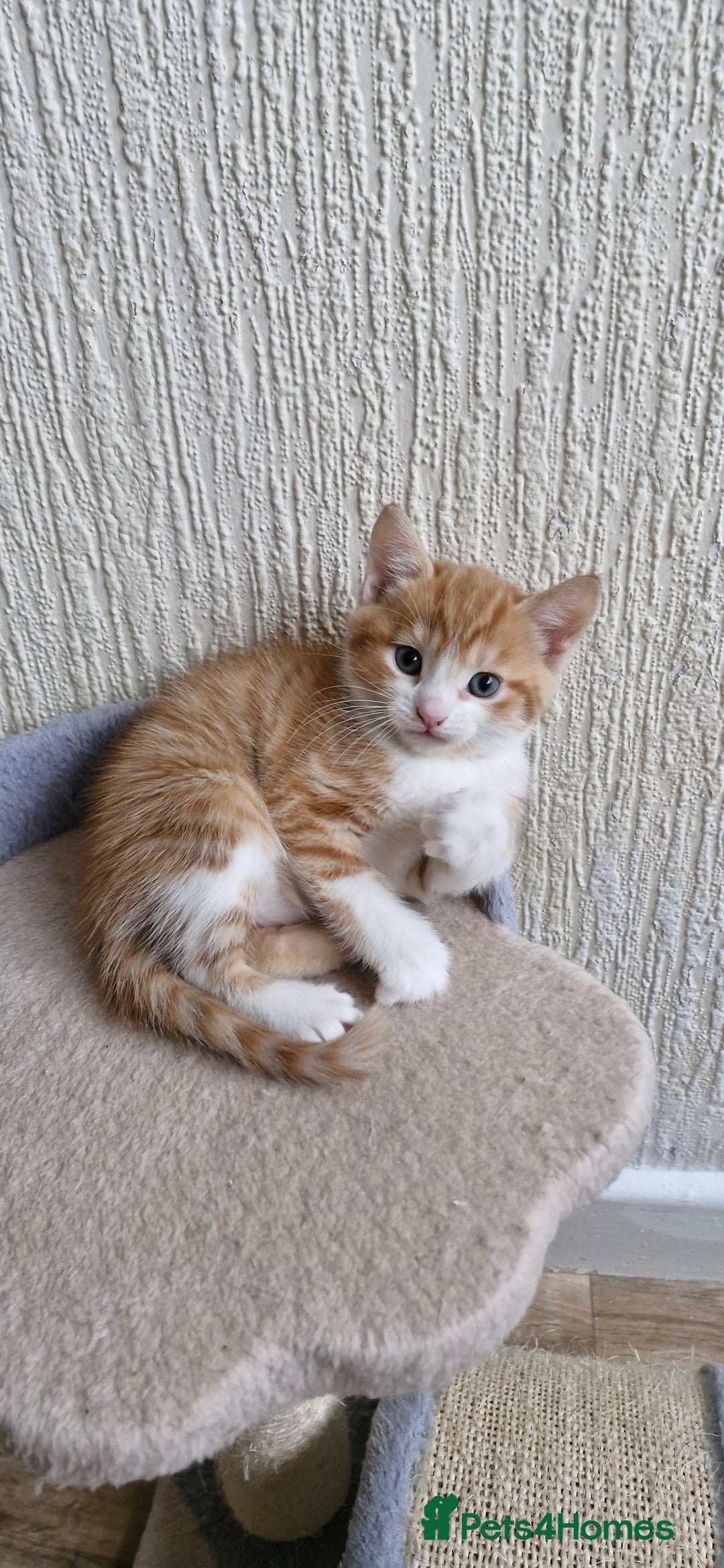 Mixed Breed cats for sale: Two male kittens. Possible delivery. - Advert 2