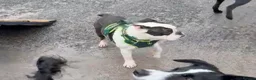 Mixed Breed dogs for sale: Over year old English bulldog mix Boston terrier  in Newry - Advert 6