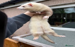 Ferret rodents for sale: Various Ferret Jills - Image 4