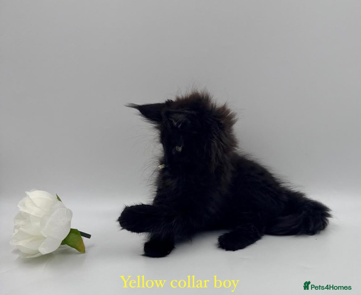 Maine Coon cats for sale: Maine coon kittens  - Advert 2