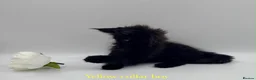 Maine Coon cats for sale: Maine coon kittens  - Advert 9