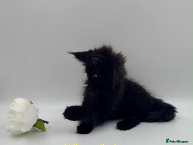 Maine Coon cats for sale: Maine coon kittens - Advert 2