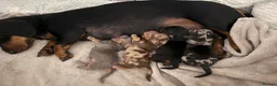 Miniature Dachshund dogs for sale: Long haired miniature dachshund  - Advert 2